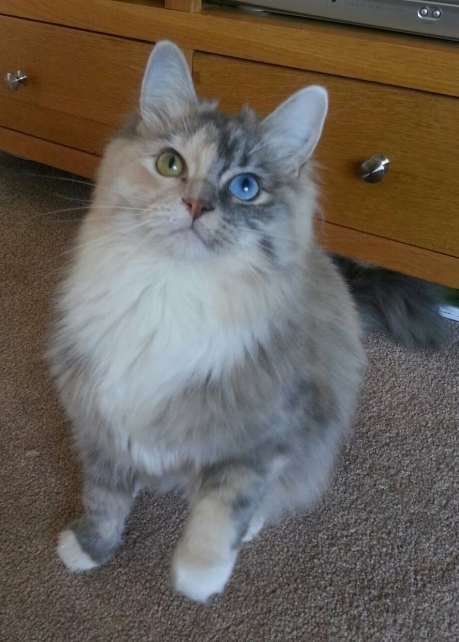 职业联赛梯队球员未实现战术衔接，职业联赛梯队球员未实现战术衔接怎么办